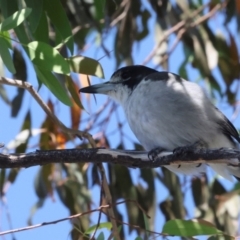 Cracticus torquatus (Grey Butcherbird) at Dickson Wetland Corridor - 6 Mar 2024 by AlisonMilton