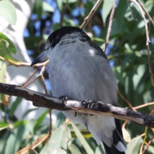 Cracticus torquatus at Dickson Wetland Corridor - 7 Mar 2024 09:45 AM