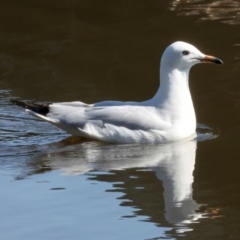 Chroicocephalus novaehollandiae (Silver Gull) at Dickson Wetland Corridor - 7 Mar 2024 by AlisonMilton