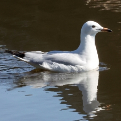 Chroicocephalus novaehollandiae (Silver Gull) at Dickson Wetland Corridor - 6 Mar 2024 by AlisonMilton