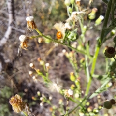 Hippodamia variegata (Spotted Amber Ladybird) at Mount Majura (MMS) - 7 Mar 2024 by abread111