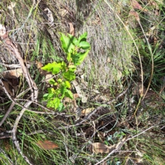 Pyrus calleryana (Callery Pear) at Hackett, ACT - 7 Mar 2024 by abread111