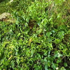 Asparagus asparagoides (Bridal Creeper, Florist's Smilax) at Fyshwick, ACT - 7 Mar 2024 by Jiggy