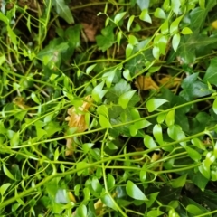 Asparagus asparagoides at Fyshwick, ACT - 7 Mar 2024 02:01 PM