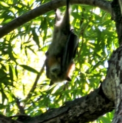 Pteropus poliocephalus (Grey-headed Flying-fox) at Central Molonglo - 7 Mar 2024 by Jiggy