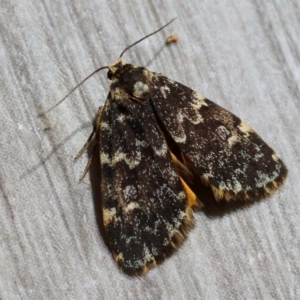 Halone (genus) at Hughes Grassy Woodland - 7 Mar 2024 12:04 PM