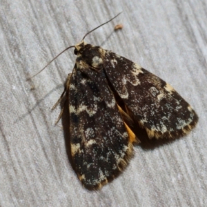 Halone (genus) at Hughes Grassy Woodland - 7 Mar 2024