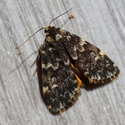 Halone (genus) (A Tiger moth) at Red Hill to Yarralumla Creek - 7 Mar 2024 by LisaH