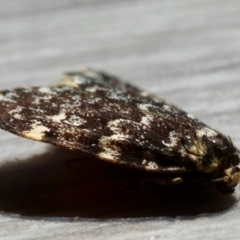 Halone (genus) at Hughes Grassy Woodland - 7 Mar 2024 12:04 PM