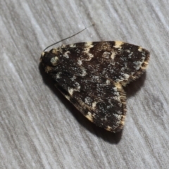 Halone (genus) at Hughes Grassy Woodland - 7 Mar 2024 12:04 PM