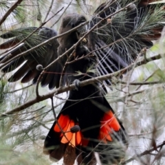 Calyptorhynchus lathami lathami (Glossy Black-Cockatoo) at Moruya, NSW - 7 Mar 2024 by LisaH