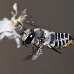 Unidentified Bee (Hymenoptera, Apiformes) by sarraj