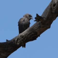 Artamus cyanopterus (Dusky Woodswallow) at Strathnairn, ACT - 7 Mar 2024 by Trevor