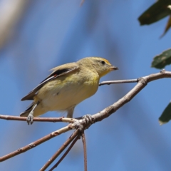 Pardalotus striatus (Striated Pardalote) at Strathnairn, ACT - 7 Mar 2024 by Trevor