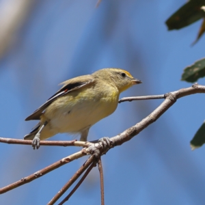 Pardalotus striatus at Strathnairn, ACT - 7 Mar 2024