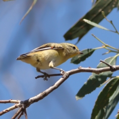 Pardalotus striatus at Strathnairn, ACT - 7 Mar 2024