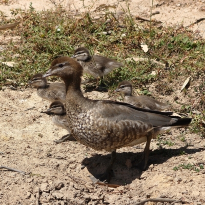 Chenonetta jubata (Australian Wood Duck) at Ginninderry Conservation Corridor - 7 Mar 2024 by Trevor