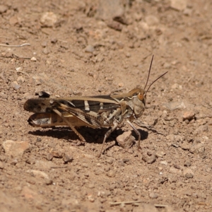 Oedaleus australis at Ginninderry Conservation Corridor - 7 Mar 2024 02:16 PM