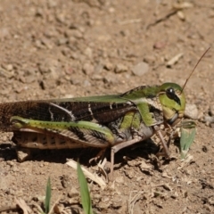 Gastrimargus musicus (Yellow-winged Locust or Grasshopper) at Strathnairn, ACT - 7 Mar 2024 by Trevor