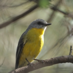 Eopsaltria australis (Eastern Yellow Robin) at Ginninderry Conservation Corridor - 7 Mar 2024 by Trevor