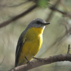 Eopsaltria australis (Eastern Yellow Robin) at Ginninderry Conservation Corridor - 7 Mar 2024 by MichaelWenke