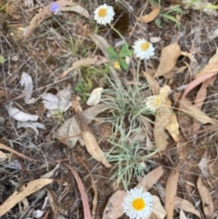 Leucochrysum albicans subsp. tricolor (Hoary Sunray) at Mount Majura - 6 Mar 2024 by waltraud