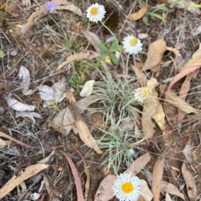 Leucochrysum albicans subsp. tricolor (Hoary Sunray) at Mount Majura - 6 Mar 2024 by waltraud