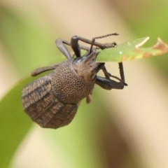 Amycterus morbillosus (A terrestrial weevil) at Thirlmere Lakes National Park - 6 Mar 2024 by Curiosity