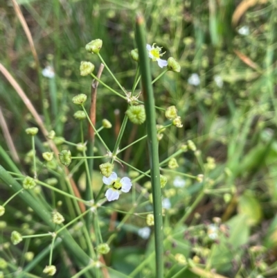 Alisma plantago-aquatica (Water Plantain) at Tarago, NSW - 7 Mar 2024 by JaneR