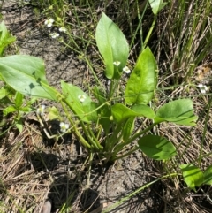 Alisma plantago-aquatica at Tarago, NSW - 7 Mar 2024