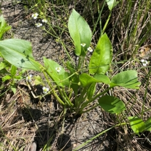 Alisma plantago-aquatica at Tarago, NSW - 7 Mar 2024 01:54 PM