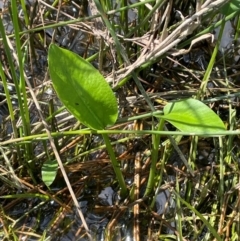 Alisma plantago-aquatica at Tarago, NSW - 7 Mar 2024 01:54 PM