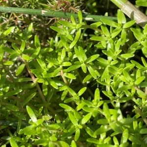 Crassula helmsii at Tarago, NSW - 7 Mar 2024