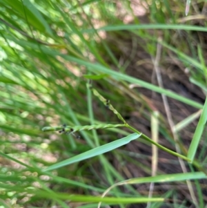 Paspalum distichum at Tarago, NSW - 7 Mar 2024 02:12 PM