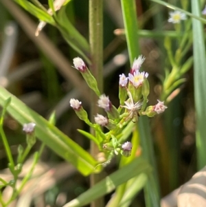 Symphyotrichum subulatum at Tarago, NSW - 7 Mar 2024