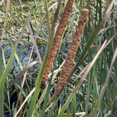 Typha domingensis (Bullrush) at Tarago, NSW - 7 Mar 2024 by JaneR