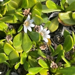 Selliera radicans (Shiny Swamp-mat) at Tarago, NSW - 7 Mar 2024 by JaneR