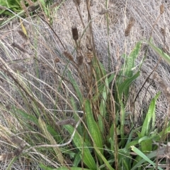 Plantago lanceolata (Ribwort Plantain, Lamb's Tongues) at Tarago, NSW - 7 Mar 2024 by JaneR