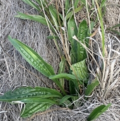 Plantago lanceolata at Tarago, NSW - 7 Mar 2024