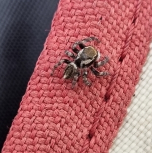 Maratus griseus at QPRC LGA - 8 Mar 2024 09:33 AM