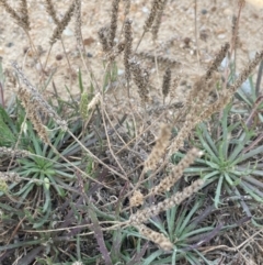 Plantago coronopus subsp. coronopus at Tarago, NSW - 7 Mar 2024