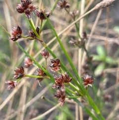 Juncus articulatus subsp. articulatus (Jointed Rush) at Namadgi National Park - 6 Mar 2024 by JaneR