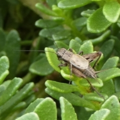 Teleogryllus sp. (genus) (A Cricket) at Bicentennial Park - 7 Mar 2024 by Paul4K