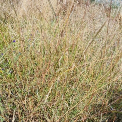 Bothriochloa macra (Red Grass, Red-leg Grass) at Farrer, ACT - 8 Mar 2024 by Mike