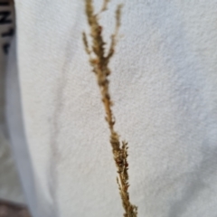Sporobolus creber at Isaacs Ridge - 8 Mar 2024 10:59 AM