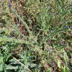 Echium plantagineum (Paterson's Curse) at Isaacs Ridge and Nearby - 7 Mar 2024 by Mike