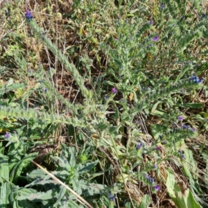 Echium plantagineum at Isaacs Ridge - 8 Mar 2024