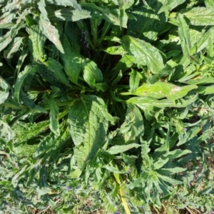 Echium plantagineum at Isaacs Ridge - 8 Mar 2024 10:52 AM