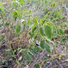 Celtis australis (Nettle Tree) at Isaacs, ACT - 8 Mar 2024 by Mike
