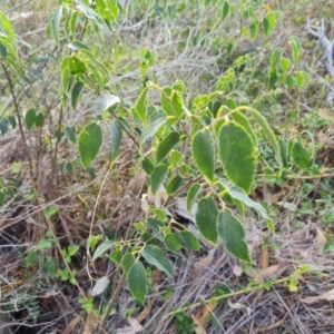 Celtis australis at Isaacs Ridge and Nearby - 8 Mar 2024